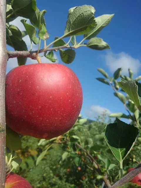 常温便❗️毎月１回お届け✨　旬のりんご 小玉家庭用