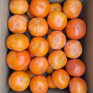 11月10日以降発送‼️岐阜県糸貫産富有柿10kg詰め合わせ⭐️産地直送