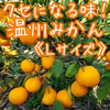 くせになる味！温州みかん《Ｌサイズ》