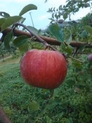 シナノリップ2.8㎏