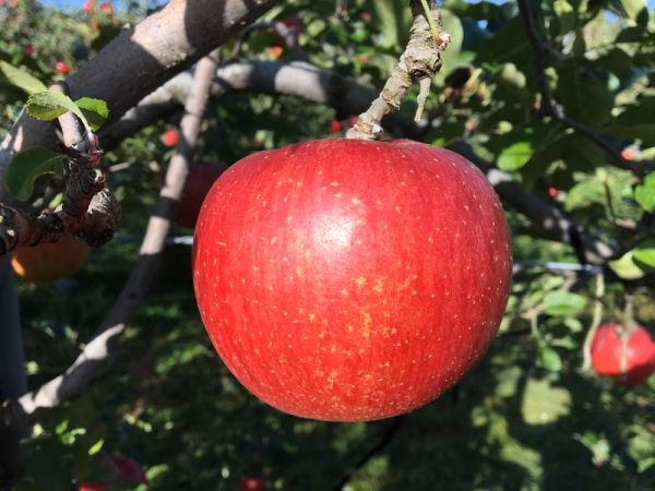 【10/25-26 取りに来る出品専用】ご家庭用　シナノスイート