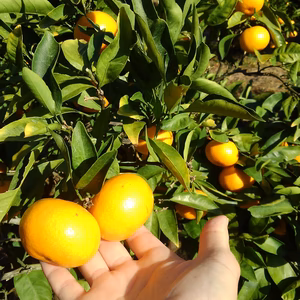 長崎　伊木力早生みかん　
