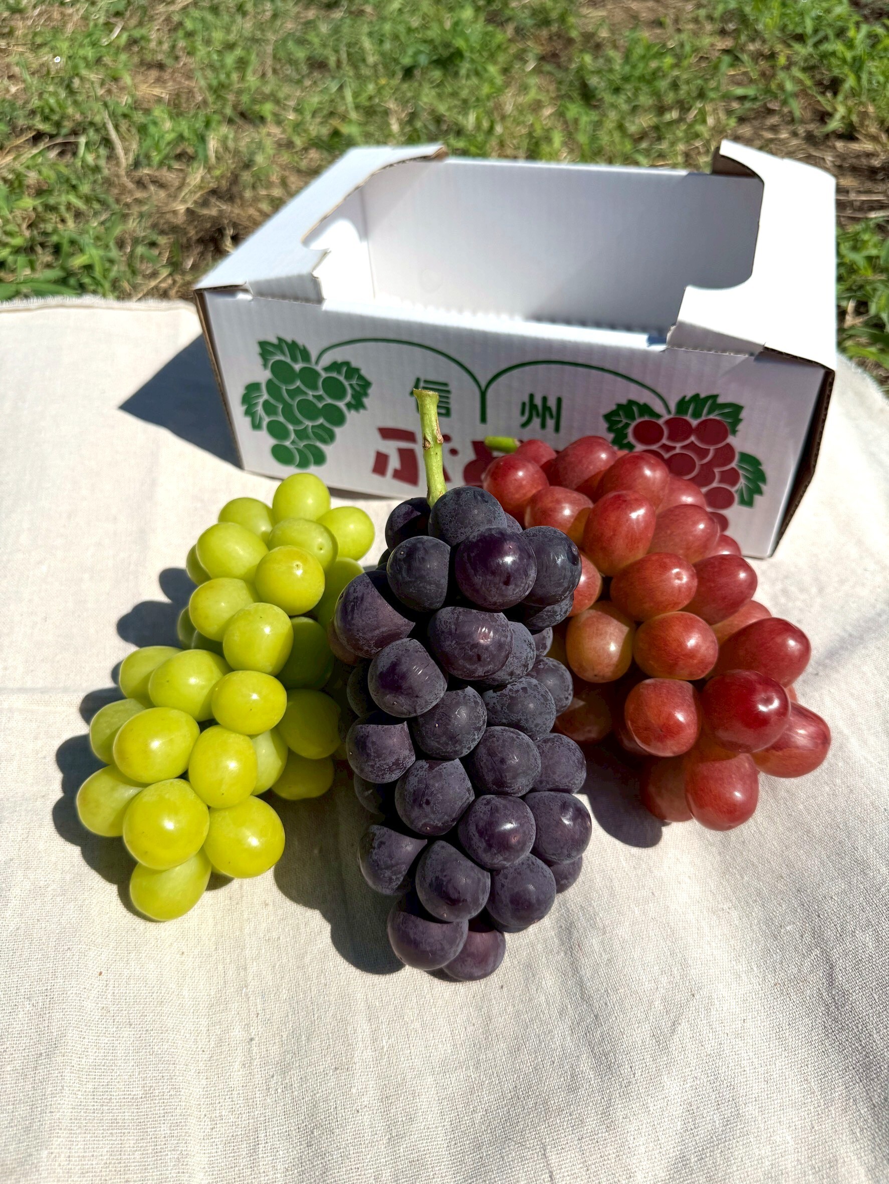 クイーンルージュの産直通販・お取り寄せ商品｜ポケットマルシェ｜産地