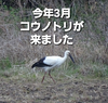 新米4年産ミルキークイーン精白米