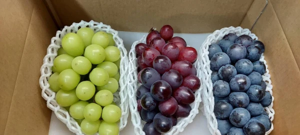 【食べ比べ】葡萄3種セット