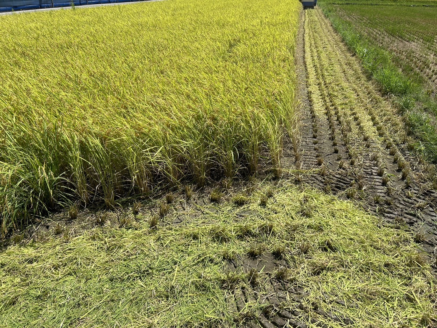特別特価！！令和7年新米⭐︎高知産コシヒカリ⭐︎玄米30kg 節減