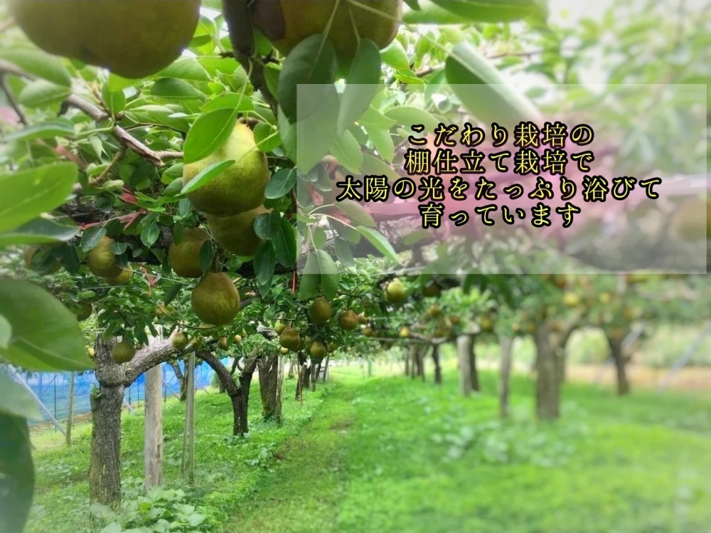 太陽の光をたっぷり浴びた 芳醇な香り漂う濃厚ラ・フランス【ご家庭用】