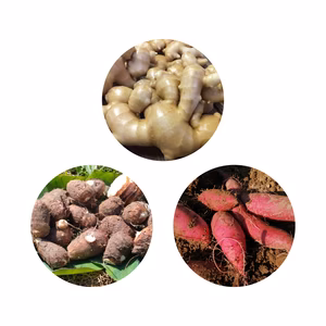 生姜・里芋・さつまいもセット【農薬・化学肥料 不使用】