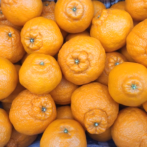 [訳アリ]露地栽培 不知火　　減農薬 ワックス不使用‼