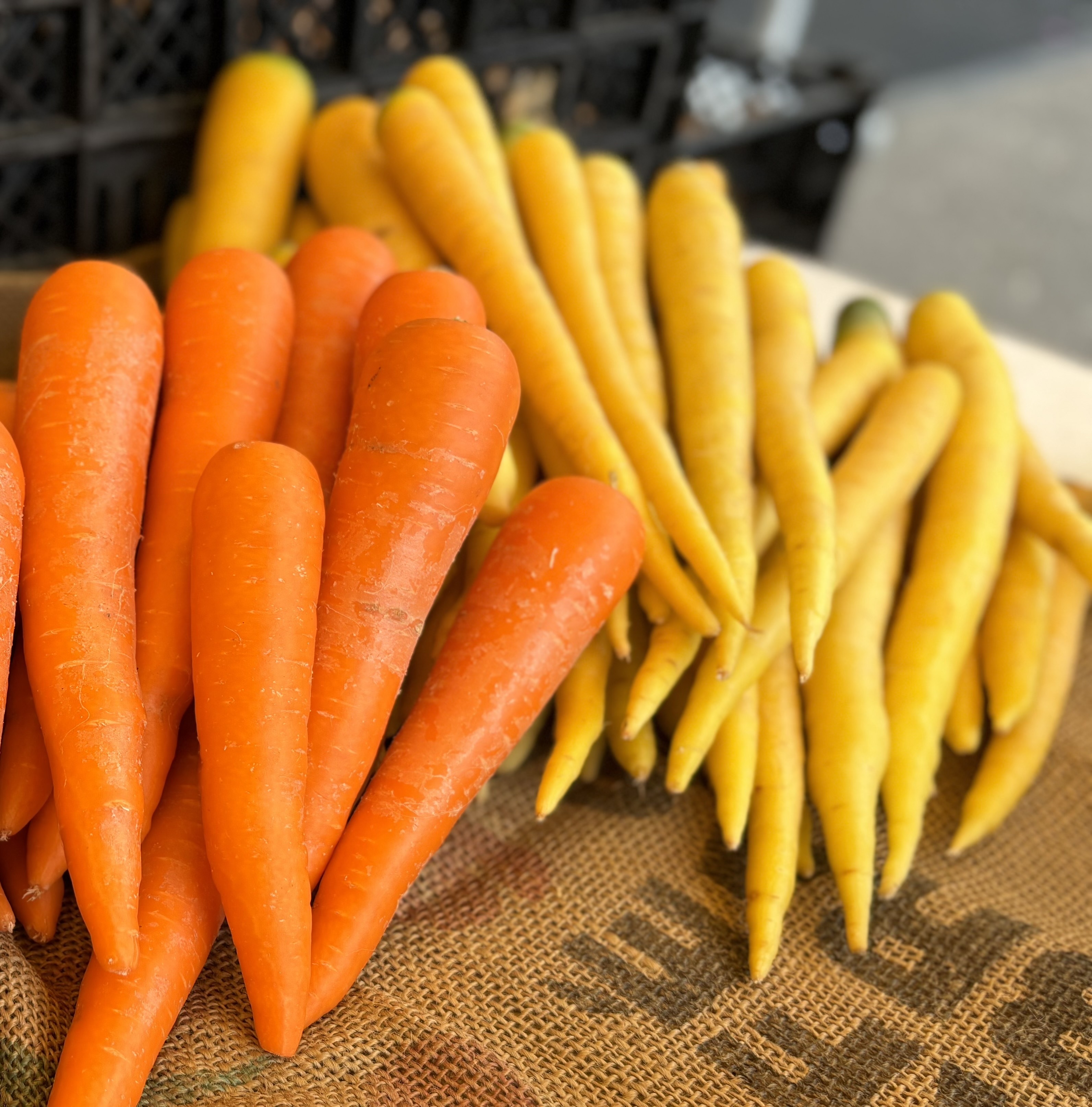 専用　旬野菜　新じゃがカラフルセット 専用 旬野菜 新じゃがカラフルセット 季節の新鮮野菜セット(12月