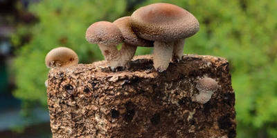 育てる楽しみを味わおう。 #自宅で栽培 のたしなみ