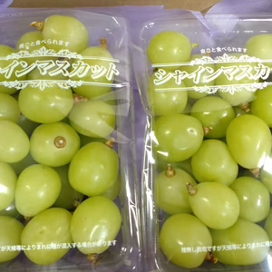 【ちょっと訳あり】つぶつぶシャインマスカット 山梨南アルプス市より