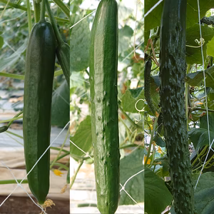 3種類のキュウリの詰め合わせ