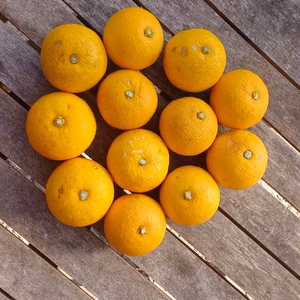 【小ぶり】福岡の完熟カボス（農薬・肥料不使用）