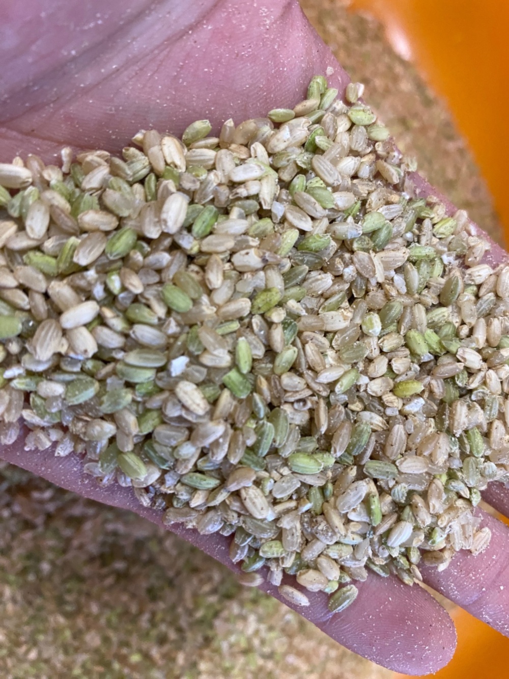 シカタくず米 シカタくず米 商品案内 | cvs yoshii