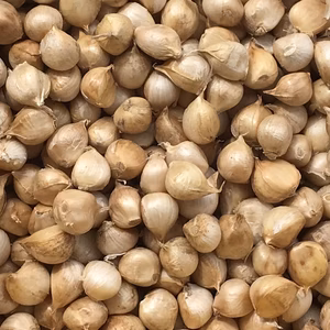 ジャンボニンニク