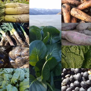 無農薬無化学肥料 信州伊那谷★お正月用野菜セット 12/28発送