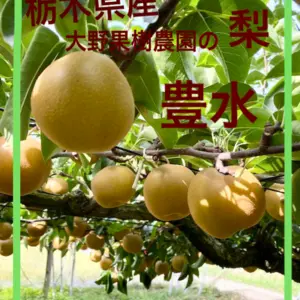 ✴︎贈り物・ギフトに✴︎　豊水５kg12個入り　栃木県産大野果樹農園の梨