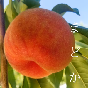 山形の豊かな自然で、園主が愛情を注ぎ込んだ桃『まどか』※8月10日頃〜