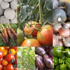 朝採り！無農薬無化学肥料 信州伊那谷★旬の野菜セット