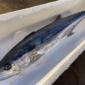 【松島産】鰆（約4.2kg）