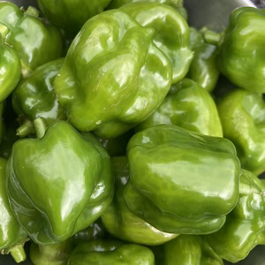 『常温発送』季節限定！激辛品種生青唐辛子５００g