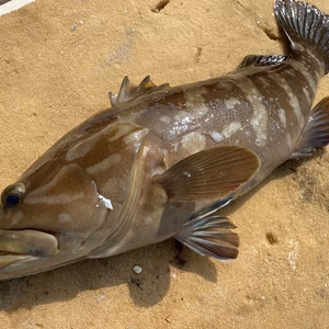 【松島産】天然クエ（1.8kg）