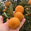 大阪泉州小ちゃみかん　2S3S以下混合　