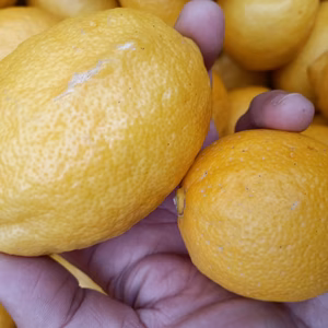 皮も使える広島県産レモン  訳あり三級品 4kg(約38個入)　即日発送可能