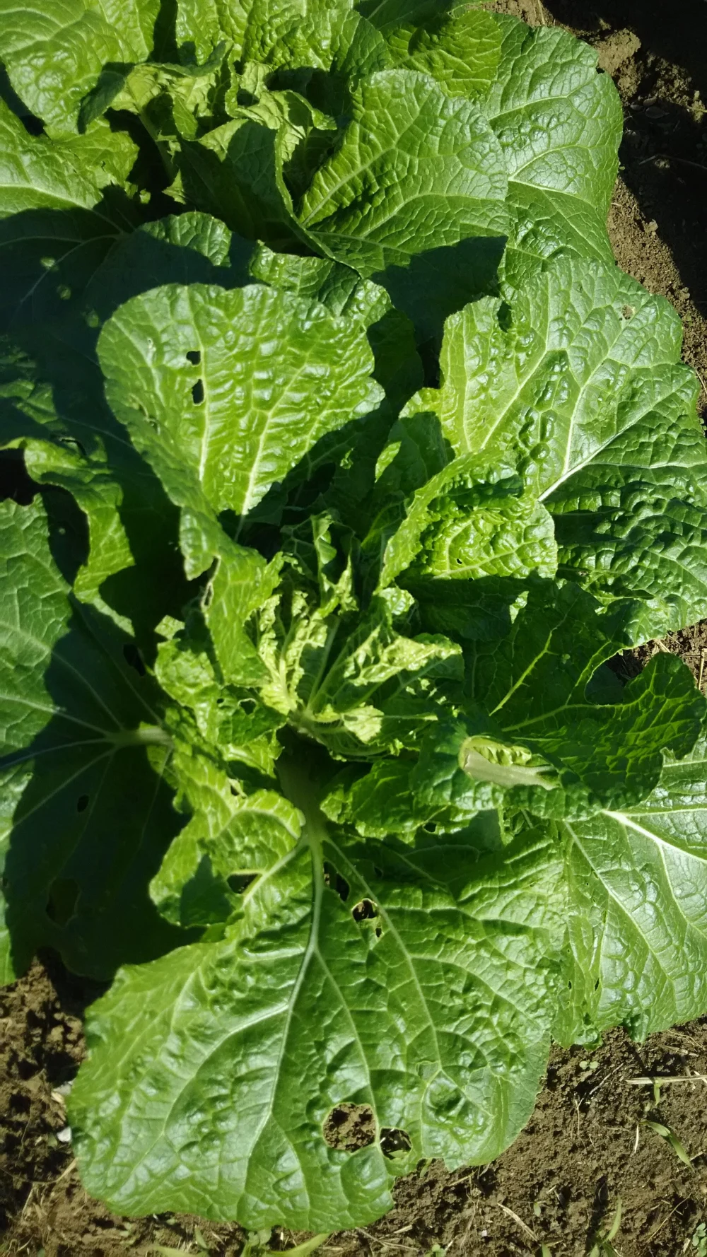 美温活♪シャキシャキ白菜❗❗✨✨子供に食べさせたいばぁばの野菜