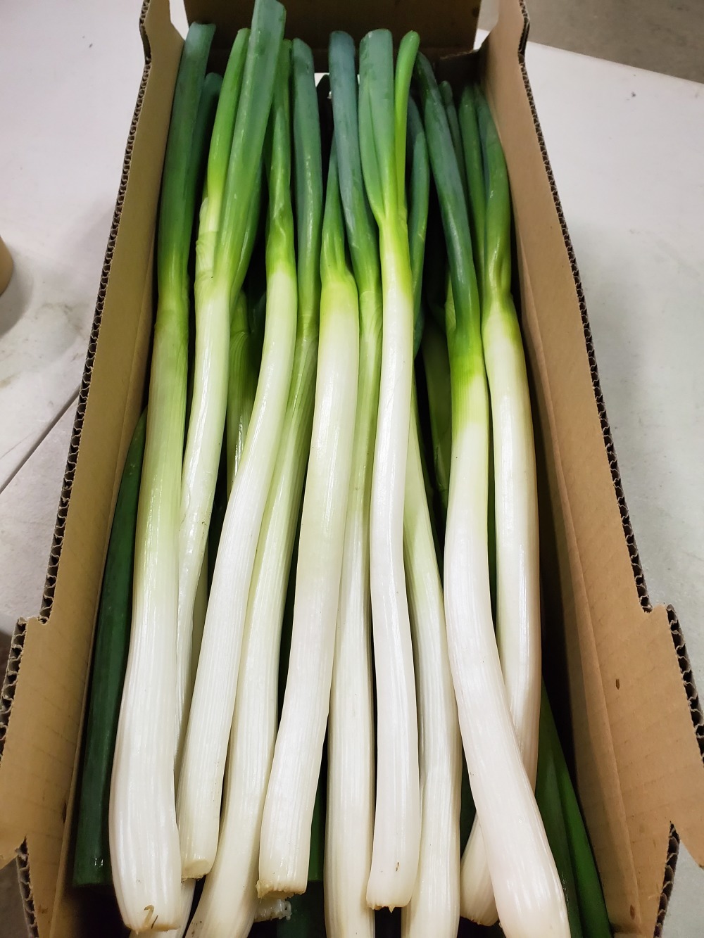 やわトロおいしい白ネギ4kg 農家漁師から産地直送の通販 ポケットマルシェ