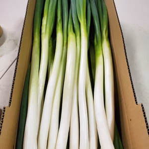 やわトロ甘い白ネギ【今が旬】