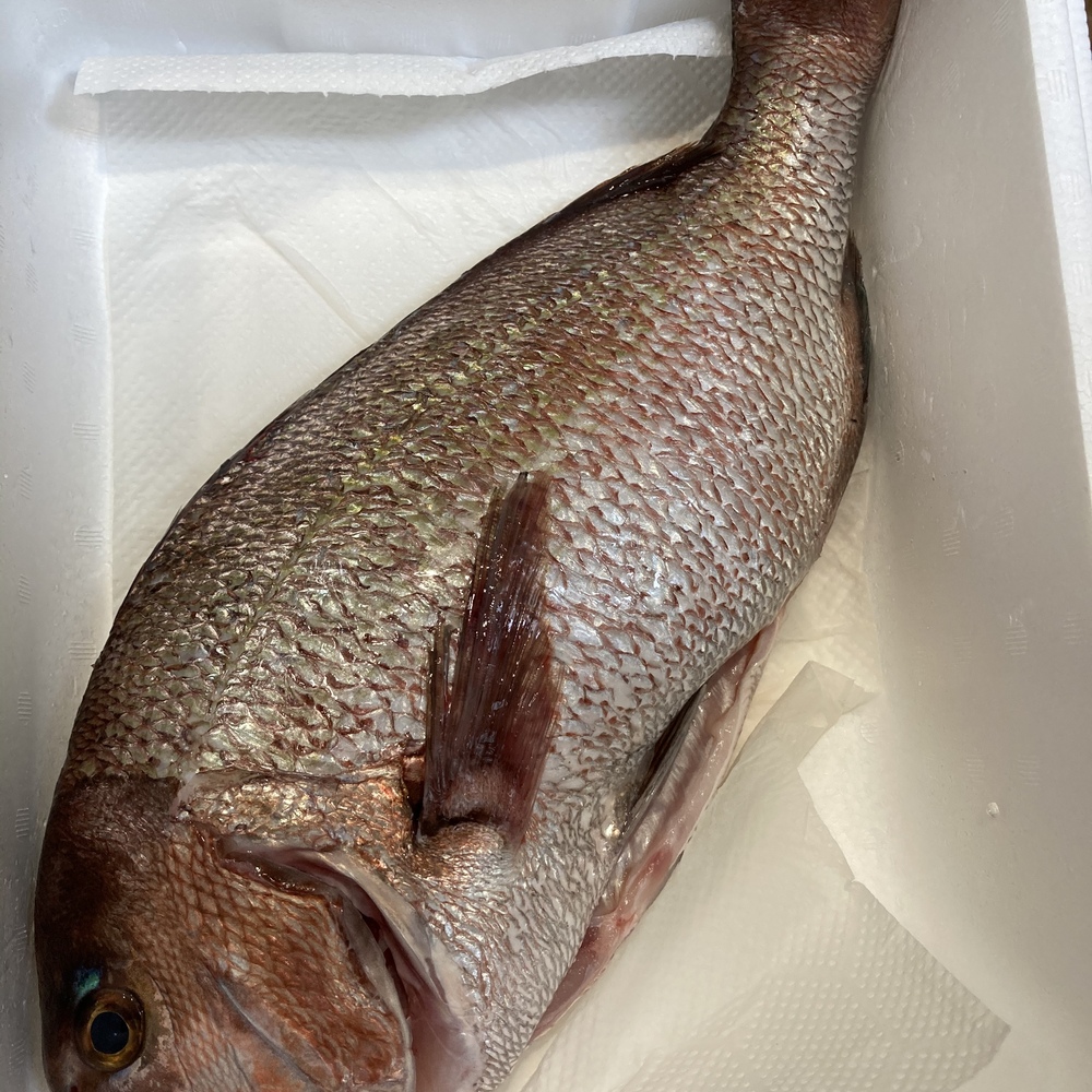 5670プロジェクト 鯛のぼりセット 友栄水産 農家漁師直送のポケットマルシェ