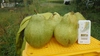 旬をそのまま！信州麻績村産洋梨のジュースとジャム（リンゴのおまけ付き）