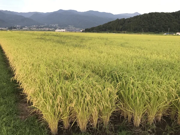 長野県飯山市産新米コシヒカリ玄米10kg