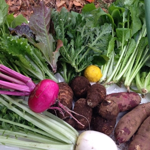 旬の野菜セット 定期便月2回 農薬・化学肥料・厩肥不使用