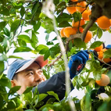 宮本泰邦 | ミヤモトオレンジガーデン