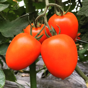 あったか料理で威力を発揮！子供も喜ぶイタリアントマト(農薬・化学肥料不使用)