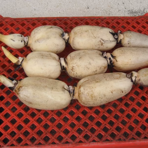 生命力あふれる木更津レンコン（子バス）１kg　初出荷！