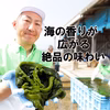 在庫処分セール　玄界灘の塩茎わかめ　おすすめレシピ付き　