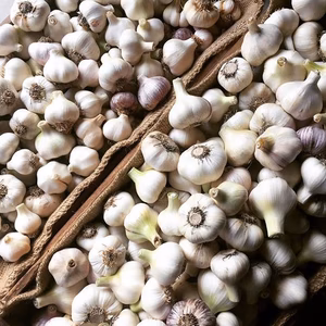 生にんにく　8カ月かけて育てました　岡山県産 送料500円