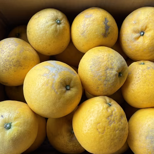 みかん王国の河内晩柑 「わけあり」8kg