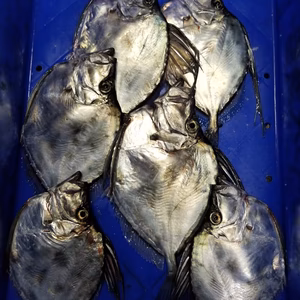 本日限定2❗イチマン❗鏡鯛　6尾　下処理します❗