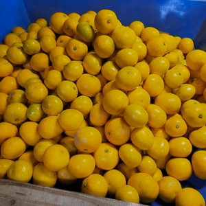 木成り八朔『サイズ混合』5kg（箱込）