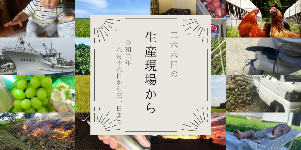 1歳児の可愛いお手伝いシーン😍2020年8月後半の生産現場から | 農家