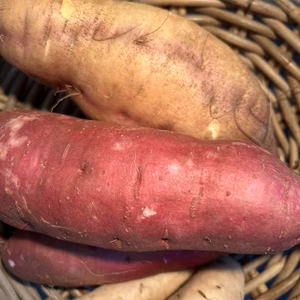 恋するサツマイモ