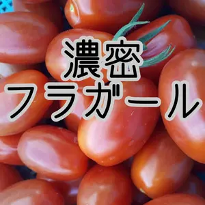 数量限定〈無農薬〉濃密フラガールミニトマト(赤)