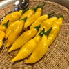ペルーの黄色唐辛子！レモンドロップ（アヒ・リモン）