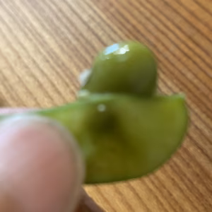 希少な黒大豆のえだまめ　スーパーでは中々手に入りません