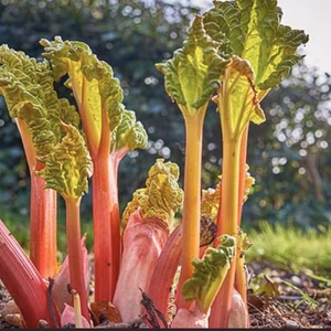 forced rhubarb (遮光栽培ルバーブ)1キロ/冷蔵便